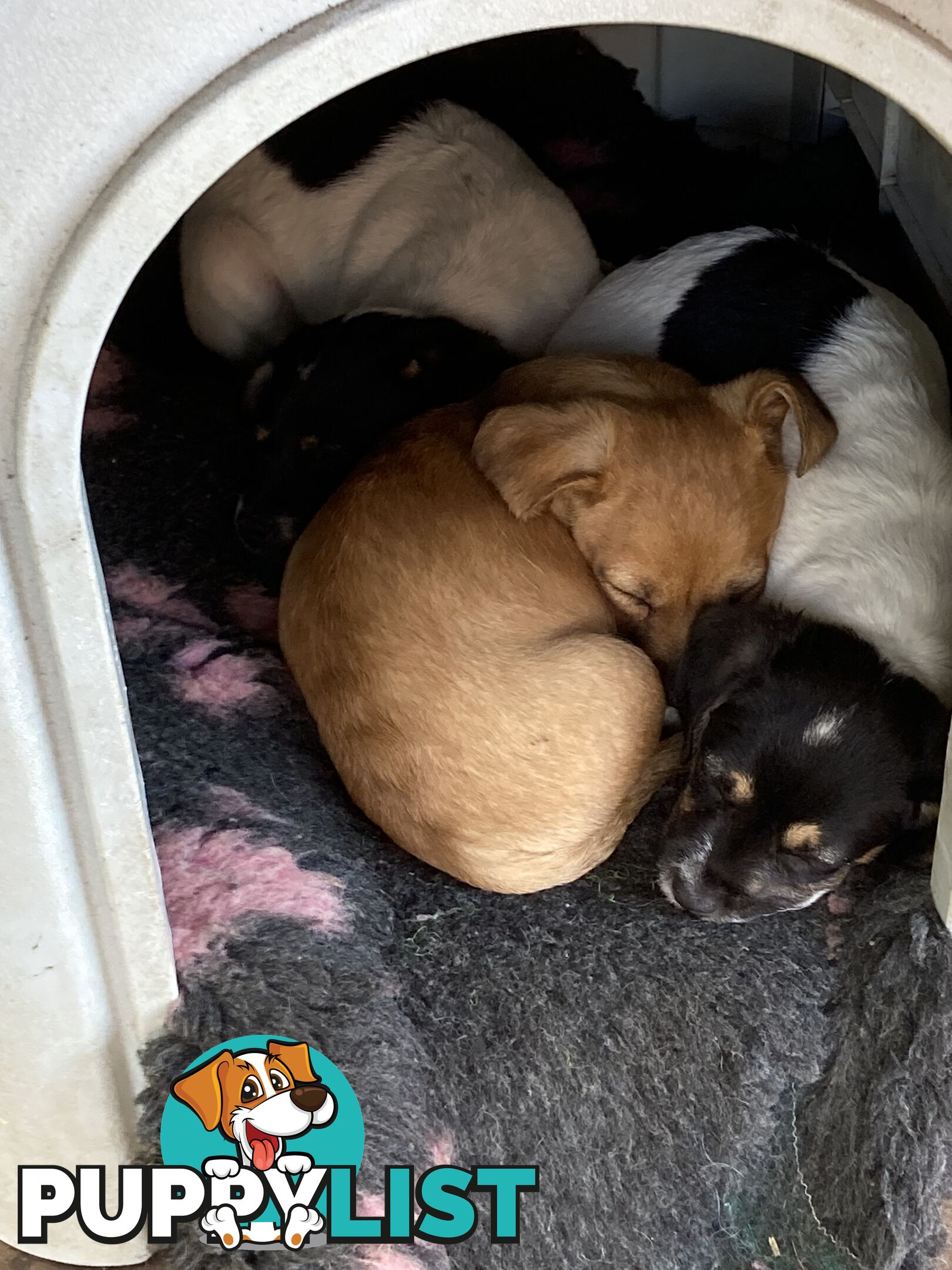 3 GORGEOUS male Cavoodle x Jack Russel puppies 🐶