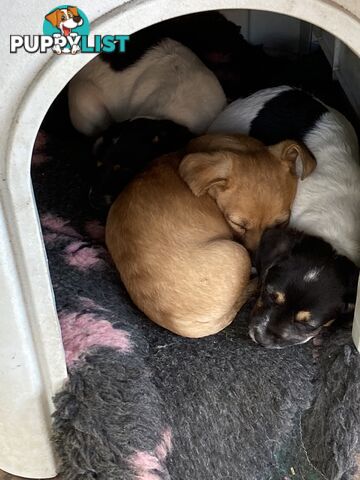 3 GORGEOUS male Cavoodle x Jack Russel puppies 🐶