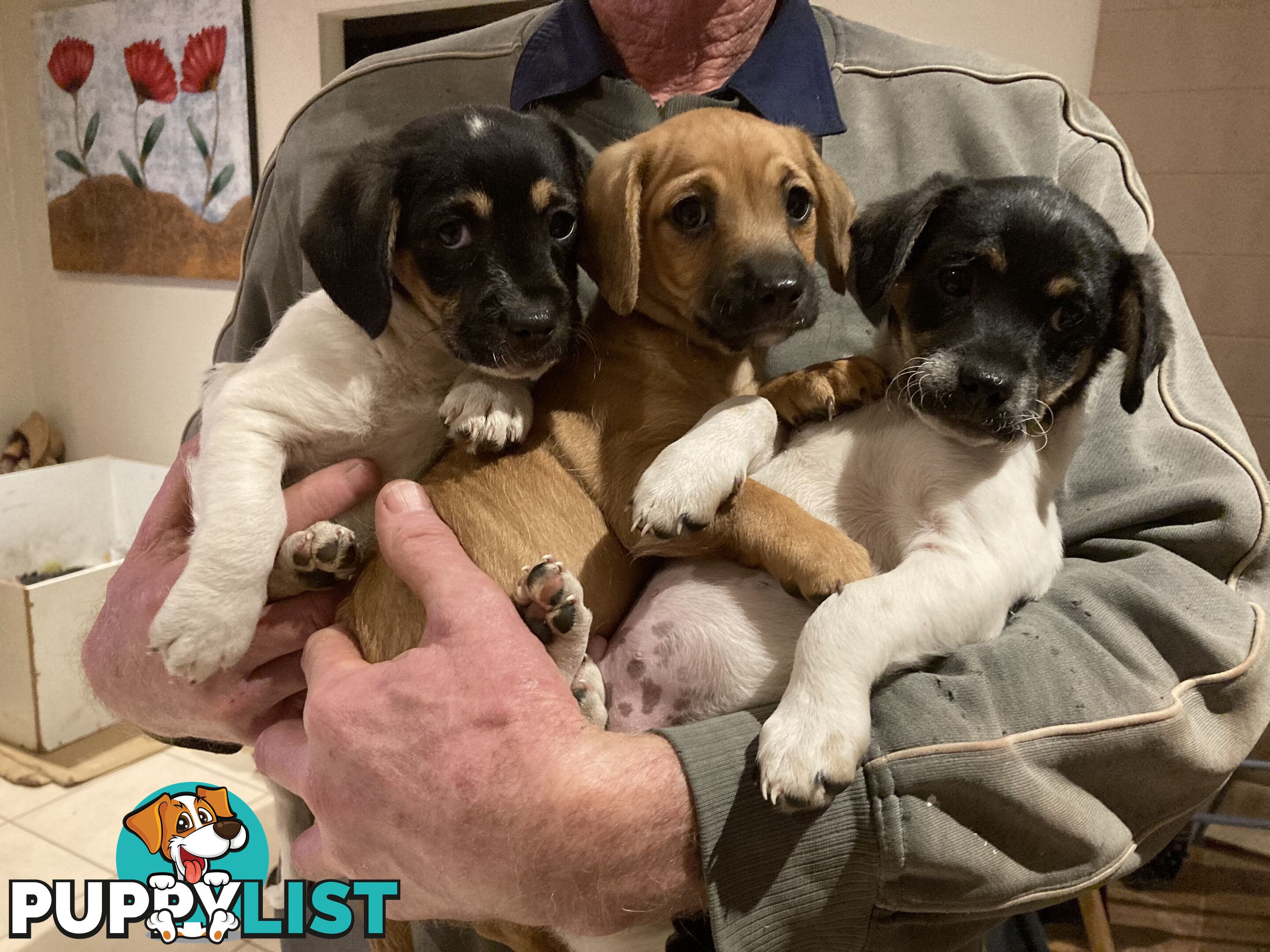 3 GORGEOUS male Cavoodle x Jack Russel puppies 🐶