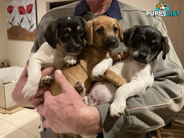 3 GORGEOUS male Cavoodle x Jack Russel puppies 🐶