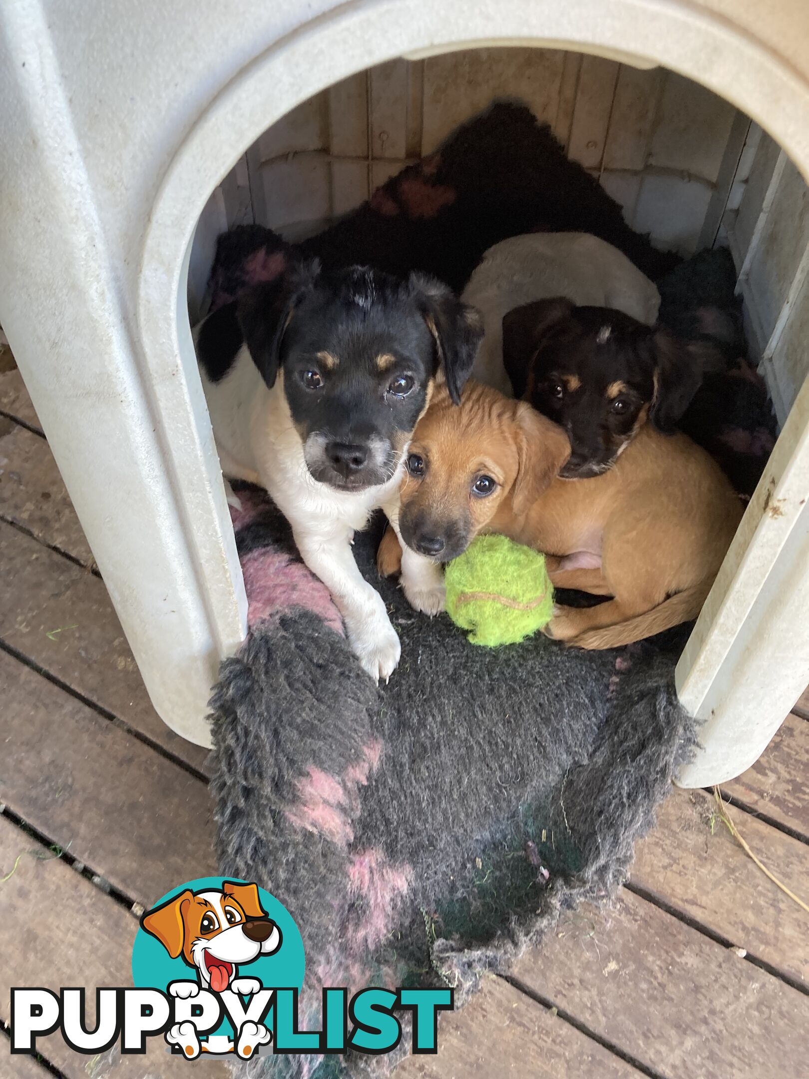 3 GORGEOUS male Cavoodle x Jack Russel puppies 🐶