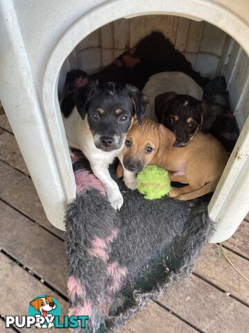 3 GORGEOUS male Cavoodle x Jack Russel puppies 🐶