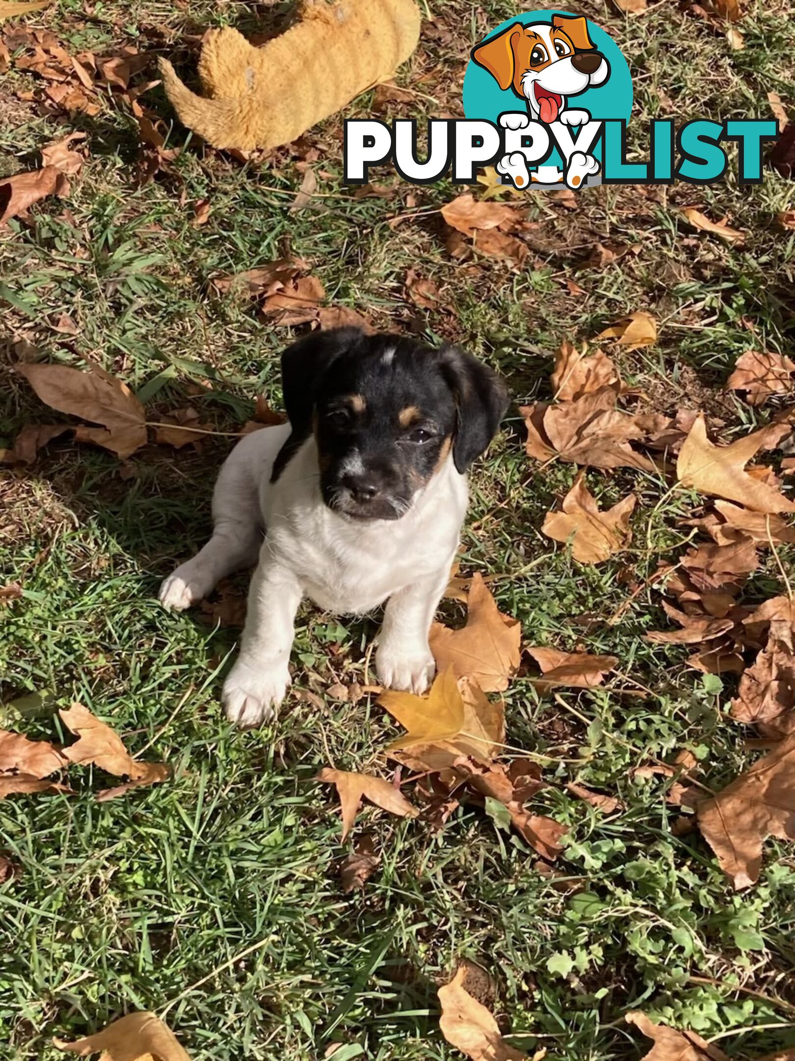 3 GORGEOUS male Cavoodle x Jack Russel puppies 🐶