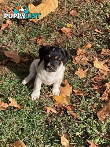 3 GORGEOUS male Cavoodle x Jack Russel puppies 🐶