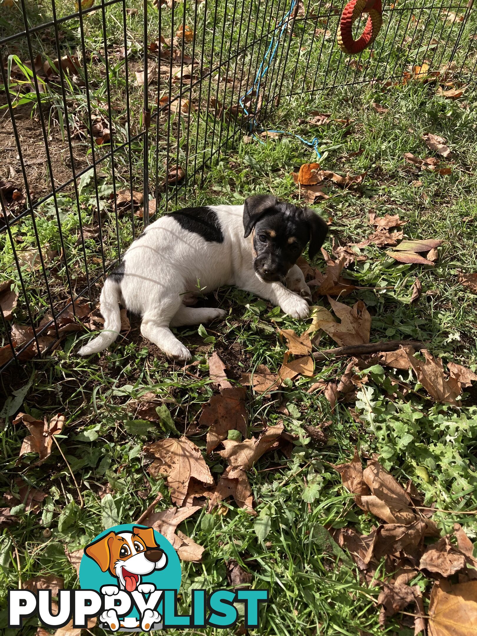 3 GORGEOUS male Cavoodle x Jack Russel puppies 🐶