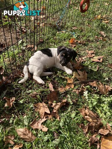 3 GORGEOUS male Cavoodle x Jack Russel puppies 🐶