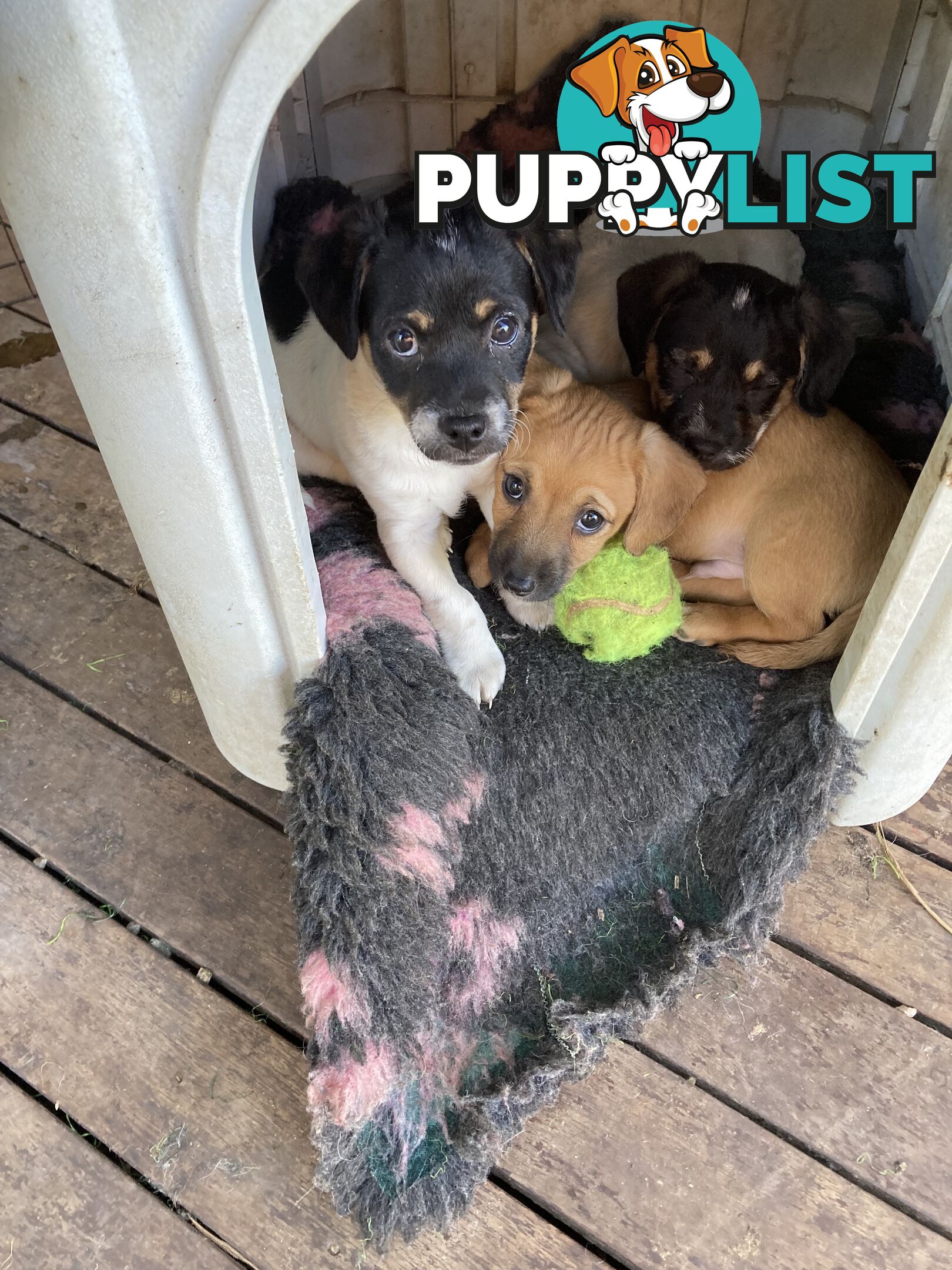 3 GORGEOUS male Cavoodle x Jack Russel puppies 🐶
