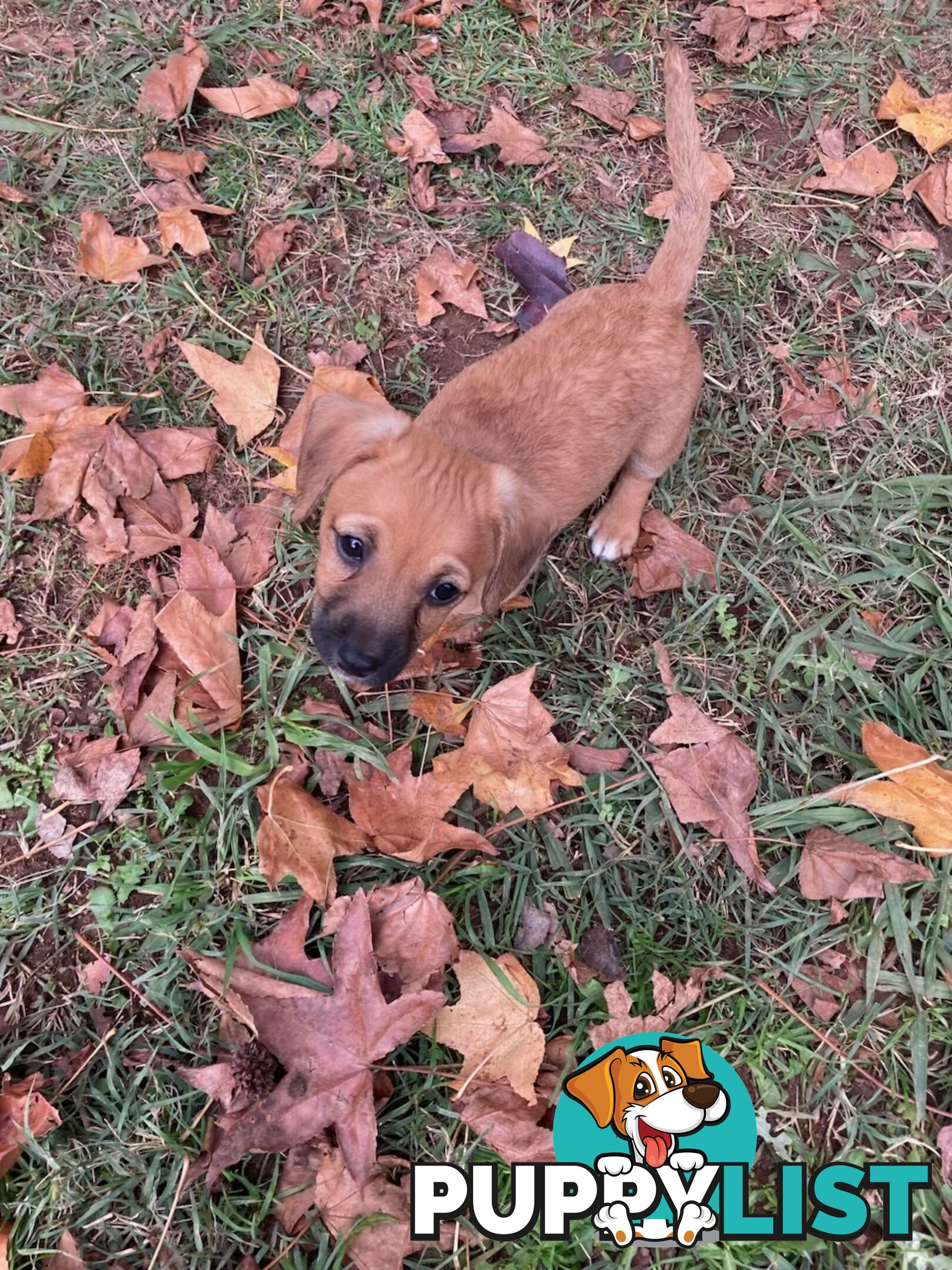 3 GORGEOUS male Cavoodle x Jack Russel puppies 🐶