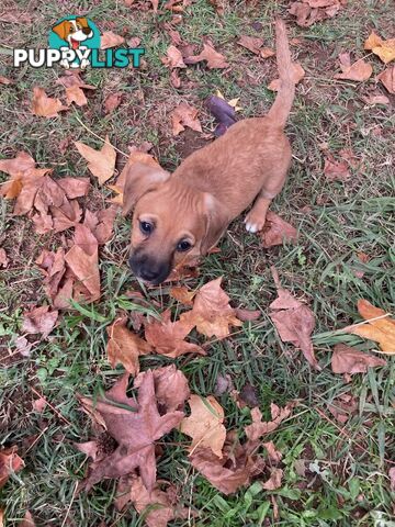 3 GORGEOUS male Cavoodle x Jack Russel puppies. Ready for their forever loving homes!