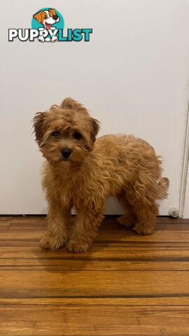 Female cavoodle puppy