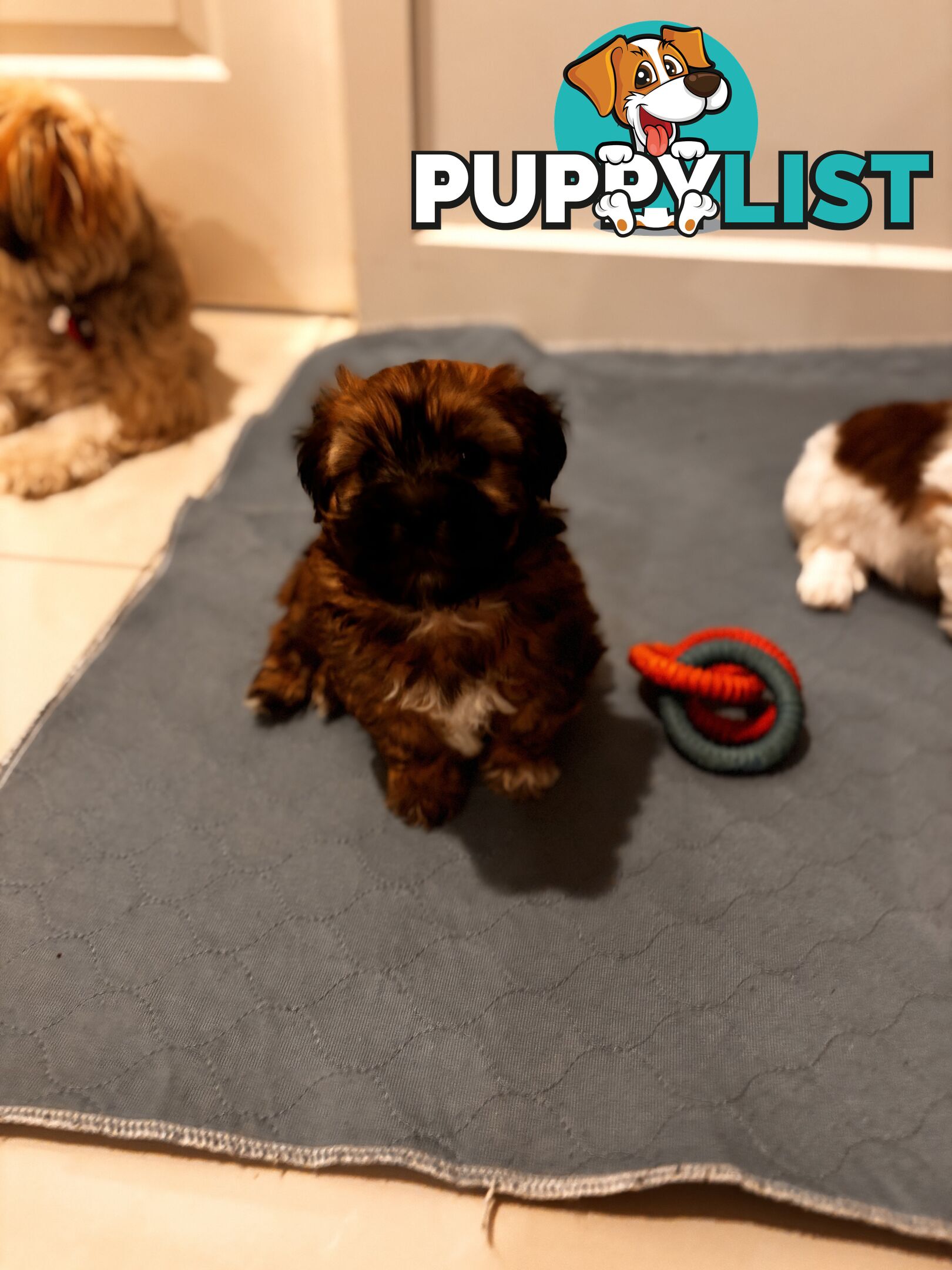 Perfect Maltese x Shih tzu Male Pups