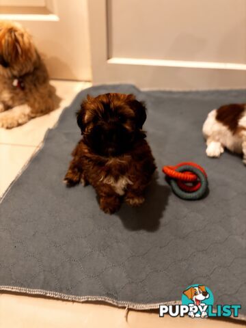 Perfect Maltese x Shih tzu Male Pups