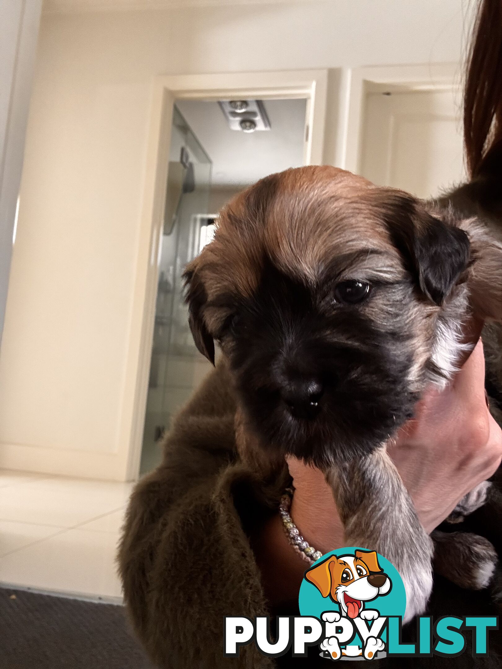 Perfect Maltese x Shih tzu Male Pups