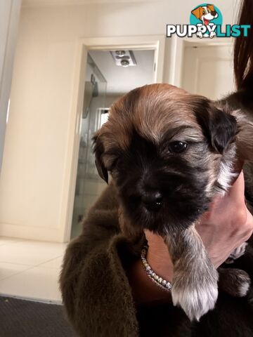 Perfect Maltese x Shih tzu Male Pups