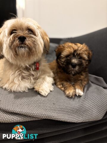 Perfect Maltese x Shih tzu Male Pups