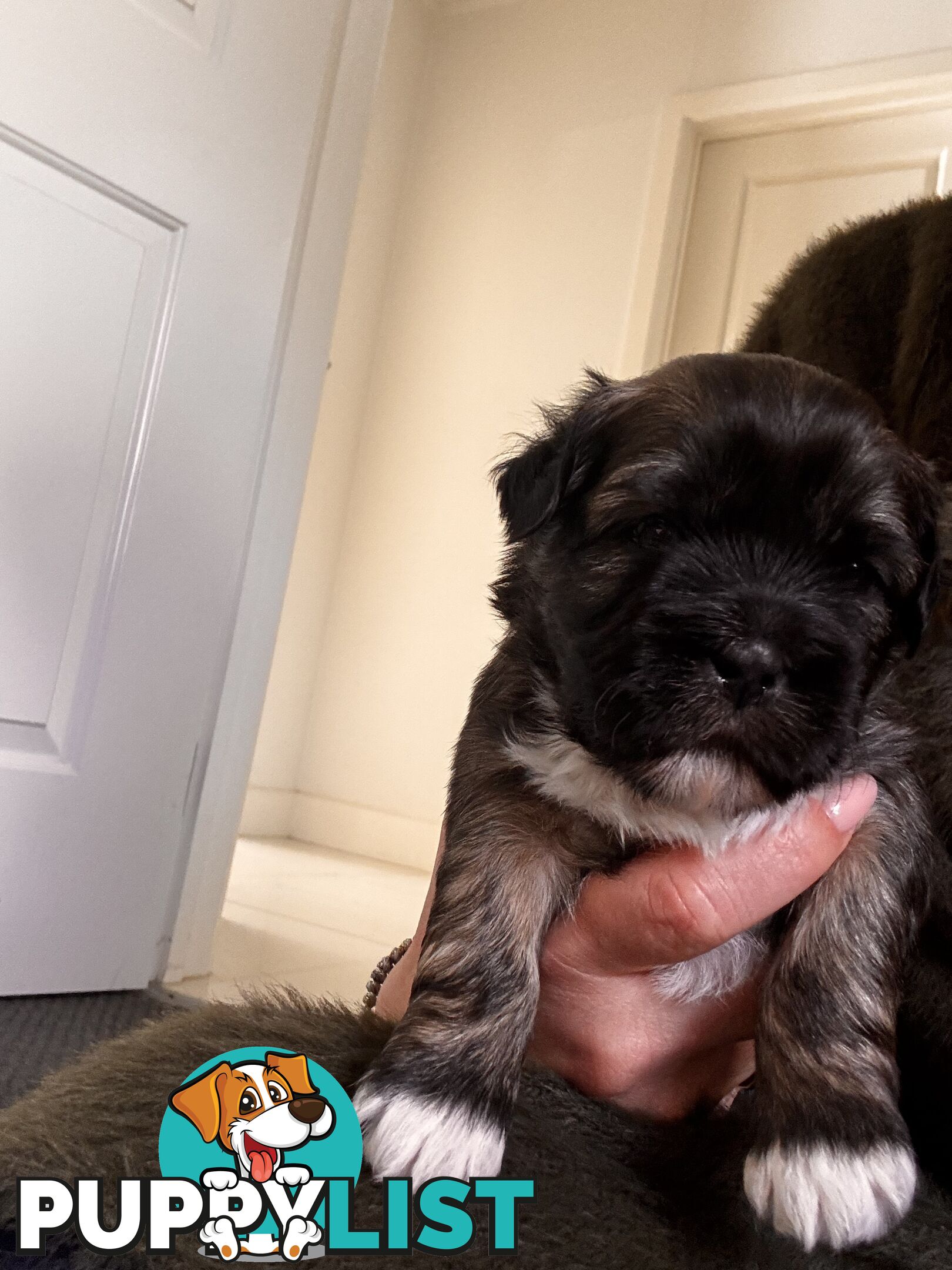 Perfect Maltese x Shih tzu Male Pups