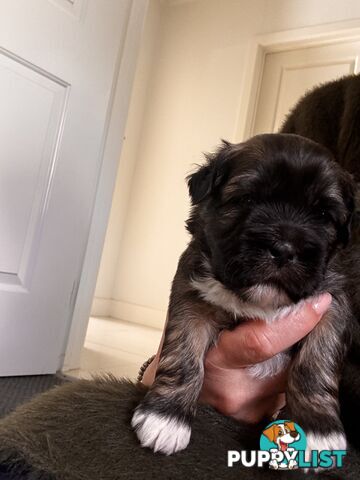 Perfect Maltese x Shih tzu Male Pups