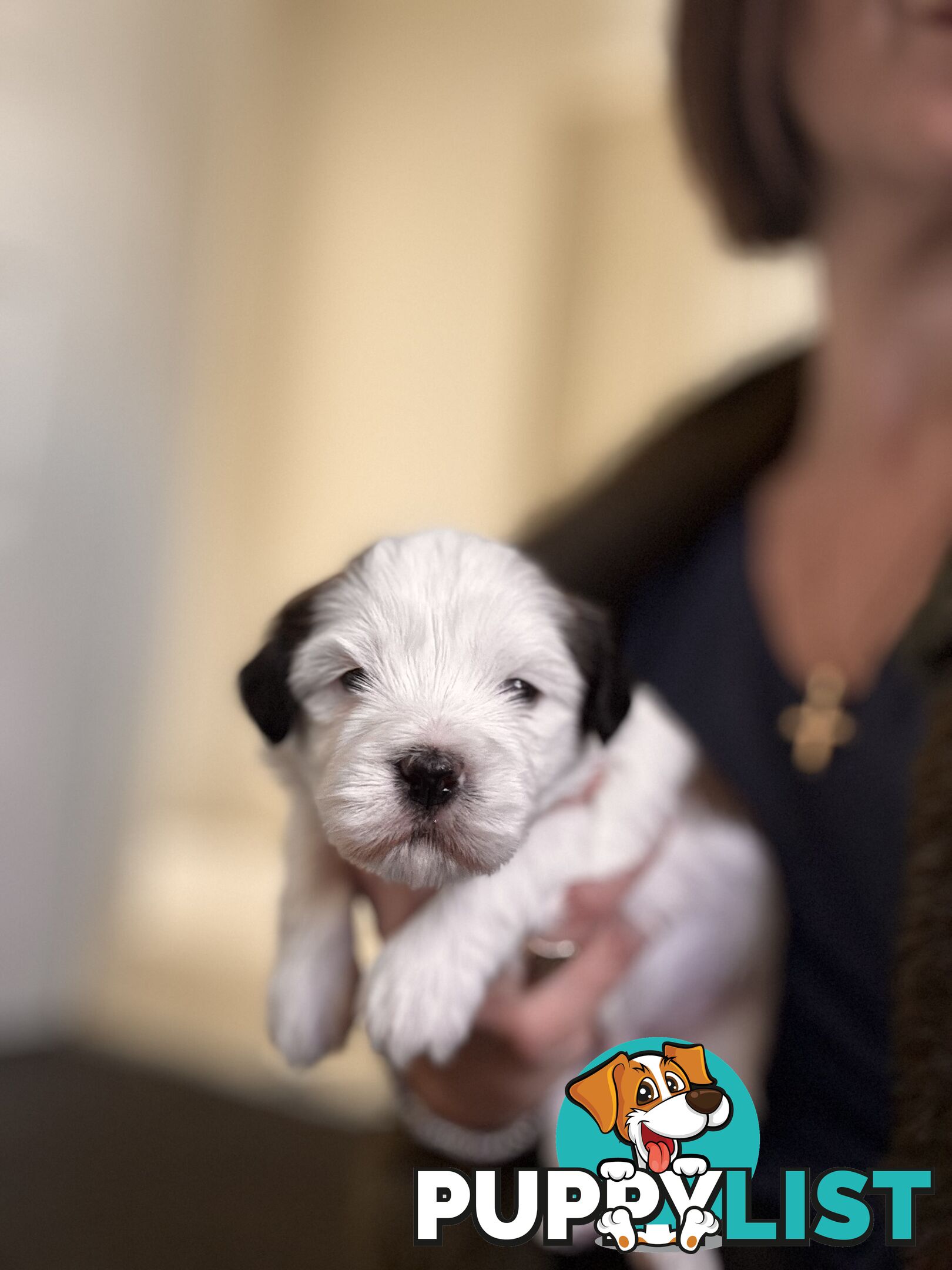 Perfect Maltese x Shih tzu Male Pups