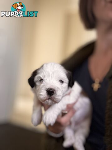 Perfect Maltese x Shih tzu Male Pups