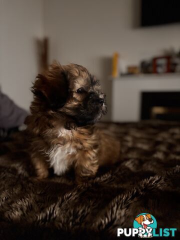 Perfect Maltese x Shih tzu Male Pups