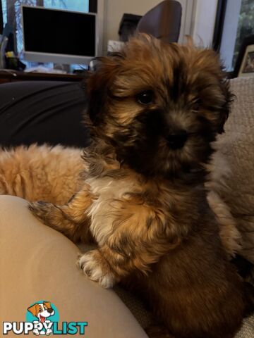 Perfect Maltese x Shih tzu Male Pups