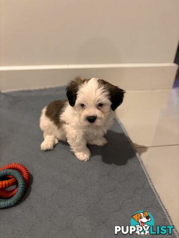 Perfect Maltese x Shih tzu Male Pups