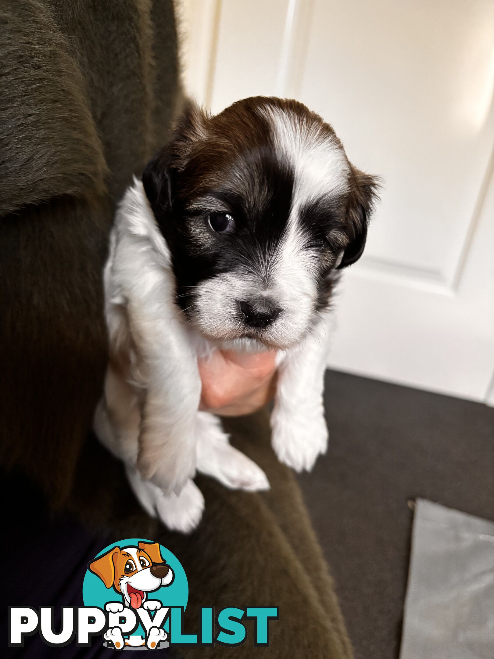 Perfect Maltese x Shih tzu Male Pups
