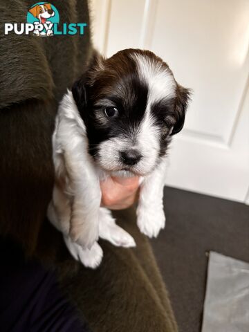 Perfect Maltese x Shih tzu Male Pups