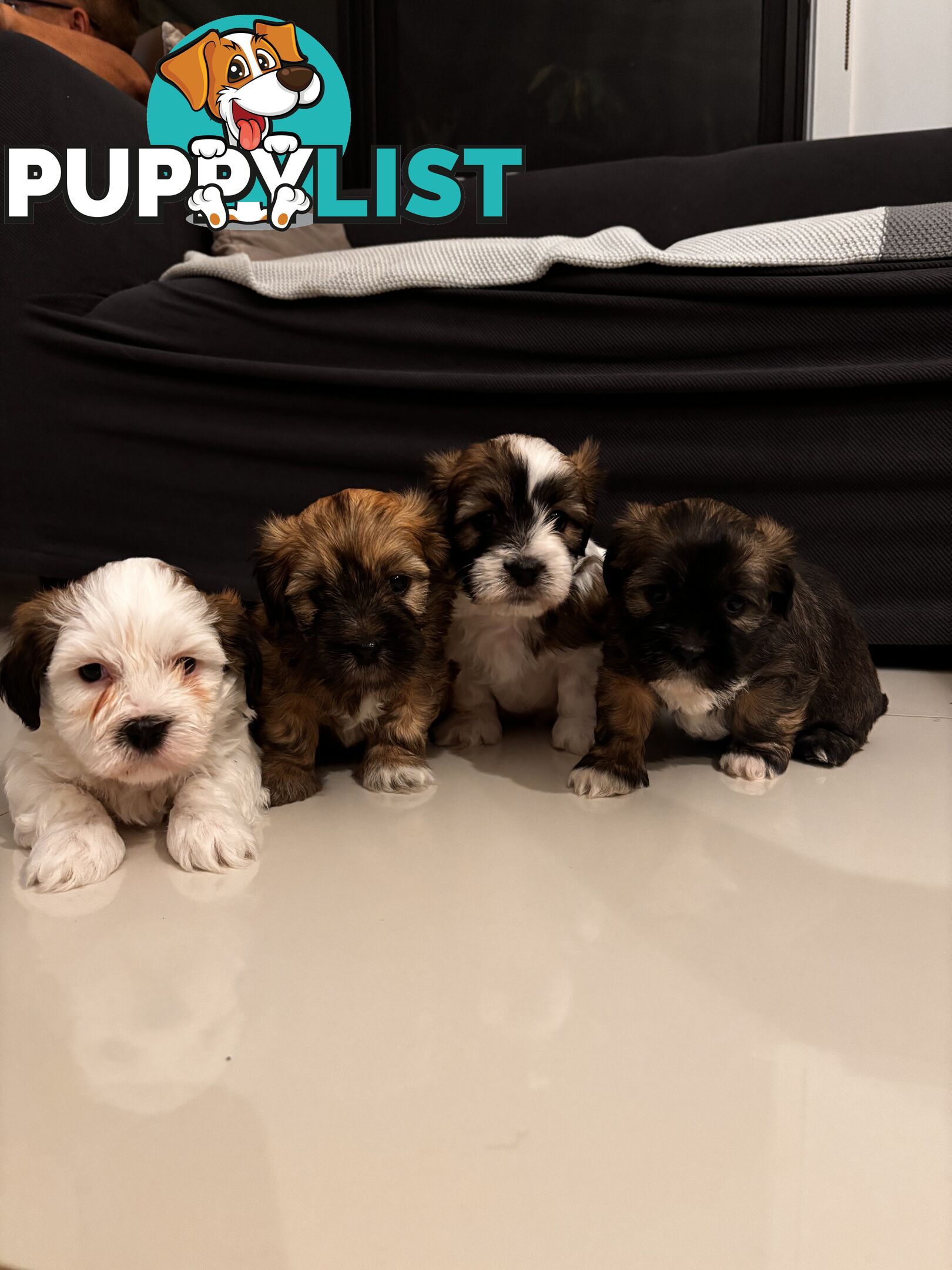 Perfect Maltese x Shih tzu Male Pups