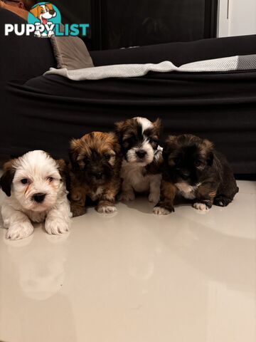 Perfect Maltese x Shih tzu Male Pups