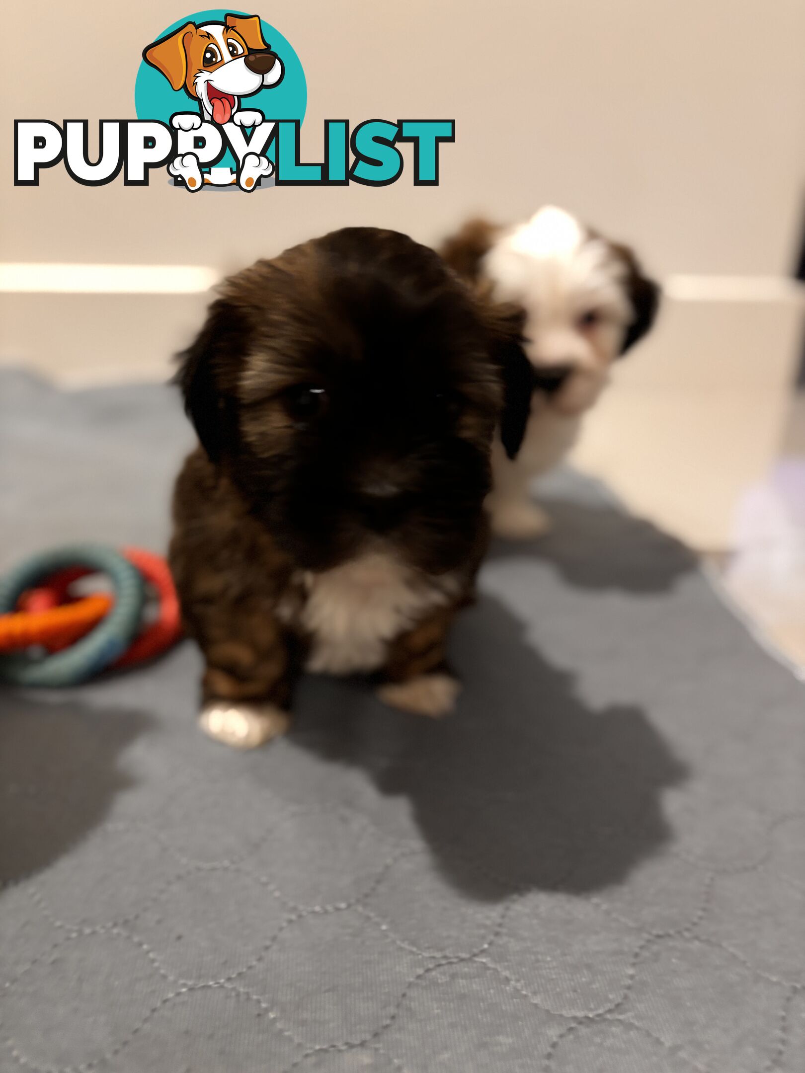 Perfect Maltese x Shih tzu Male Pups