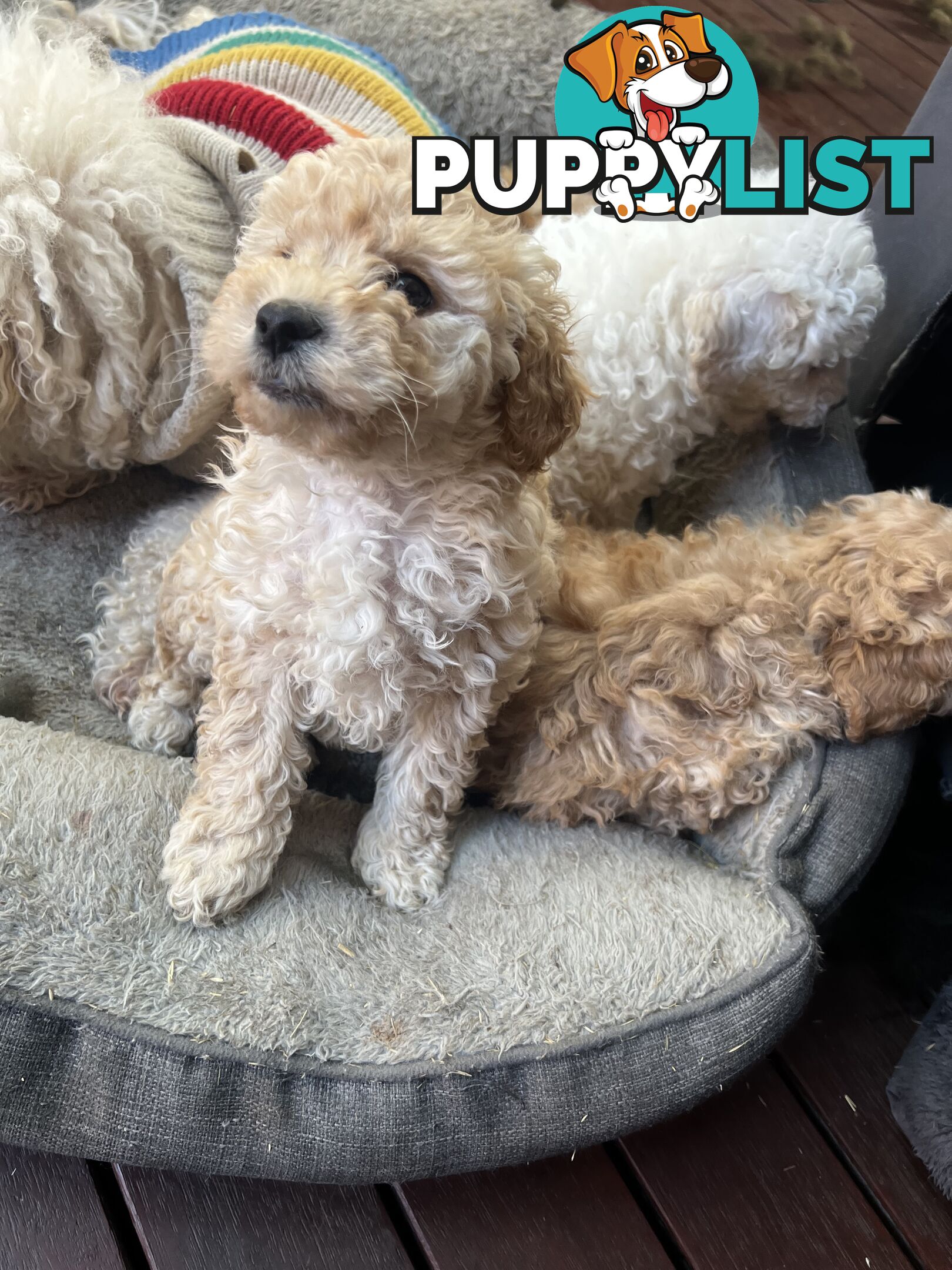 Toy poodle Beautiful Puppies Male/Female