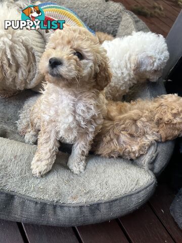 Toy poodle Beautiful Puppies Male/Female