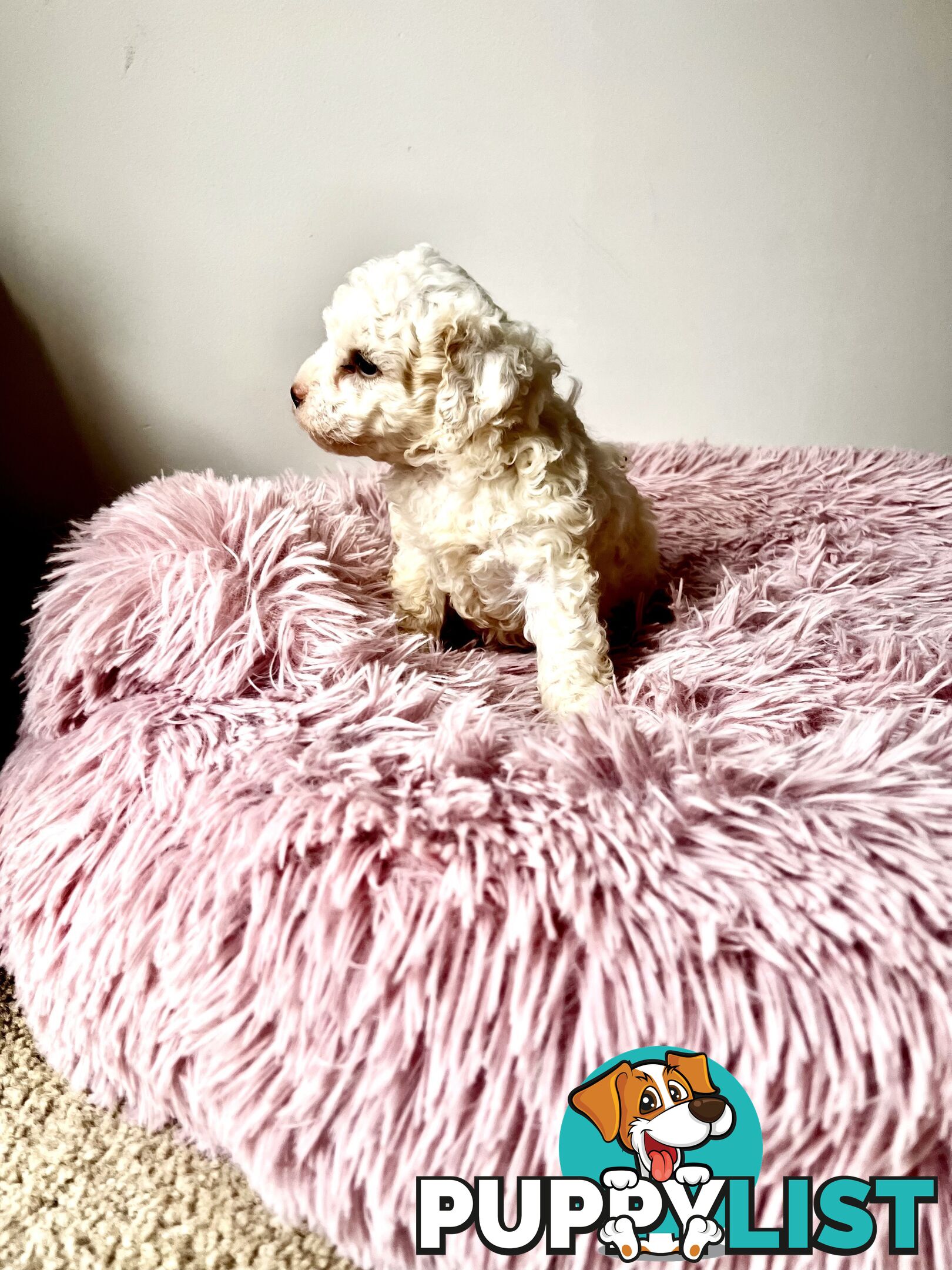 Toy poodle Beautiful Puppies Male/Female