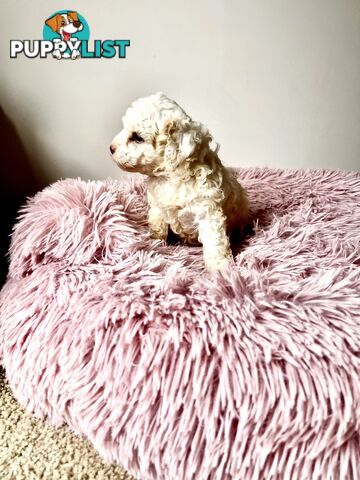 Toy poodle Beautiful Puppies Male/Female