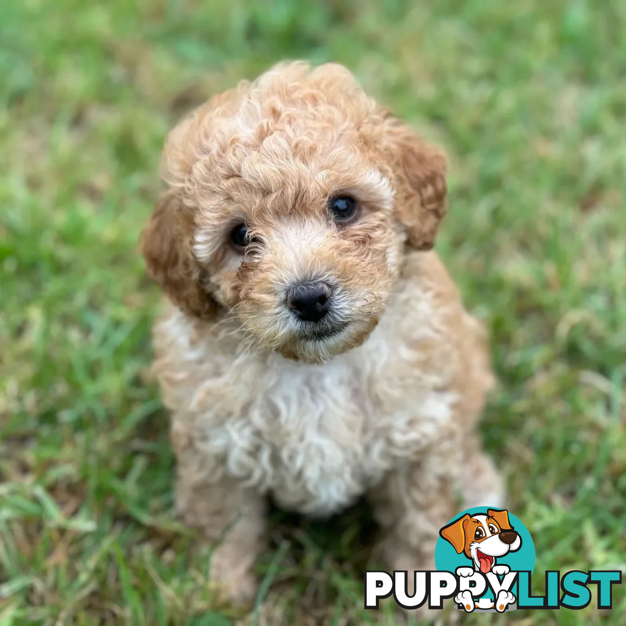 Toy poodle Beautiful Puppies Male/Female