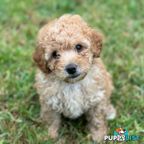 Toy poodle Beautiful Puppies Male/Female