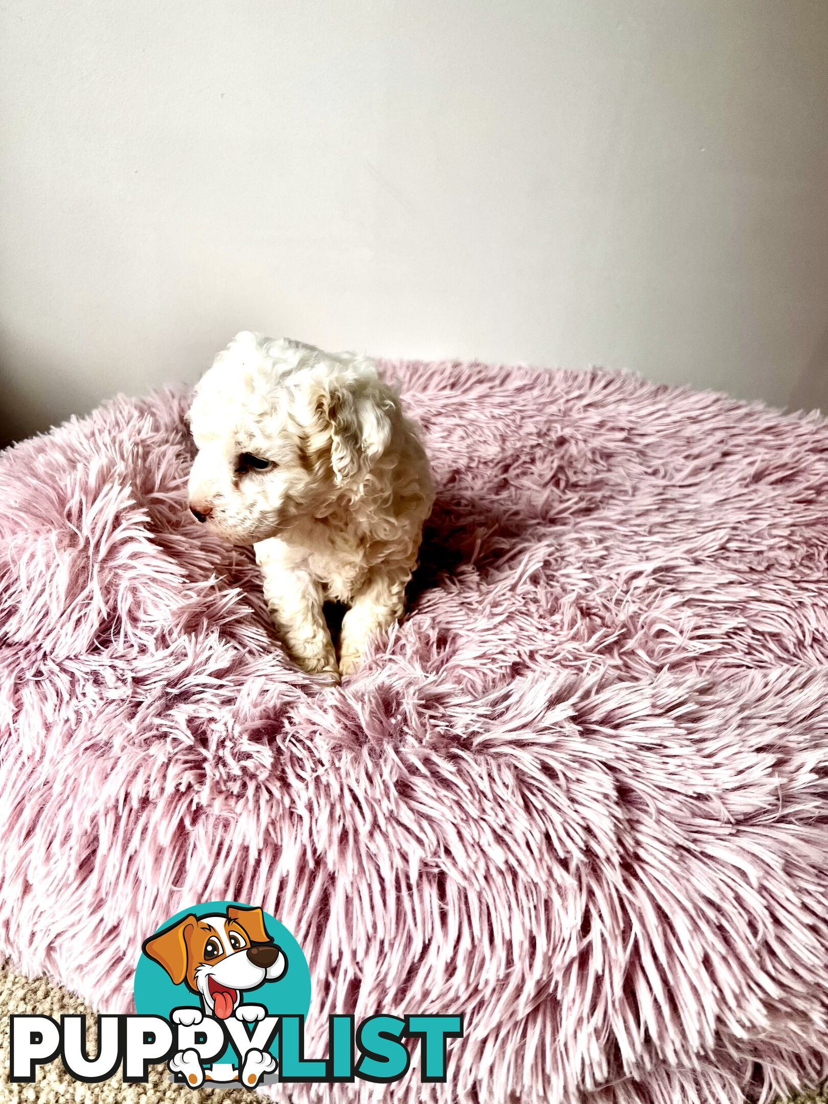 Toy poodle Beautiful Puppies Male/Female
