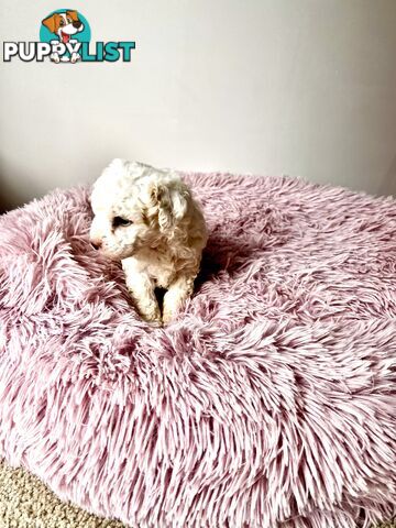 Toy poodle Beautiful Puppies Male/Female