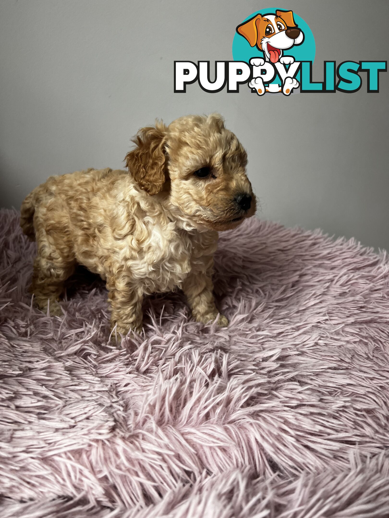 Toy poodle Beautiful Puppies Male/Female