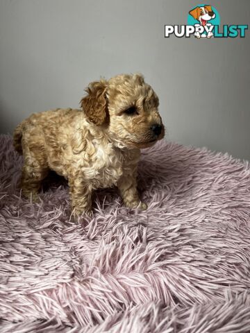 Toy poodle Beautiful Puppies Male/Female