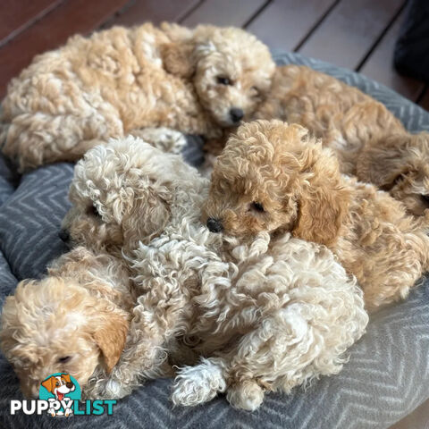 Toy poodle Beautiful Puppies Male/Female
