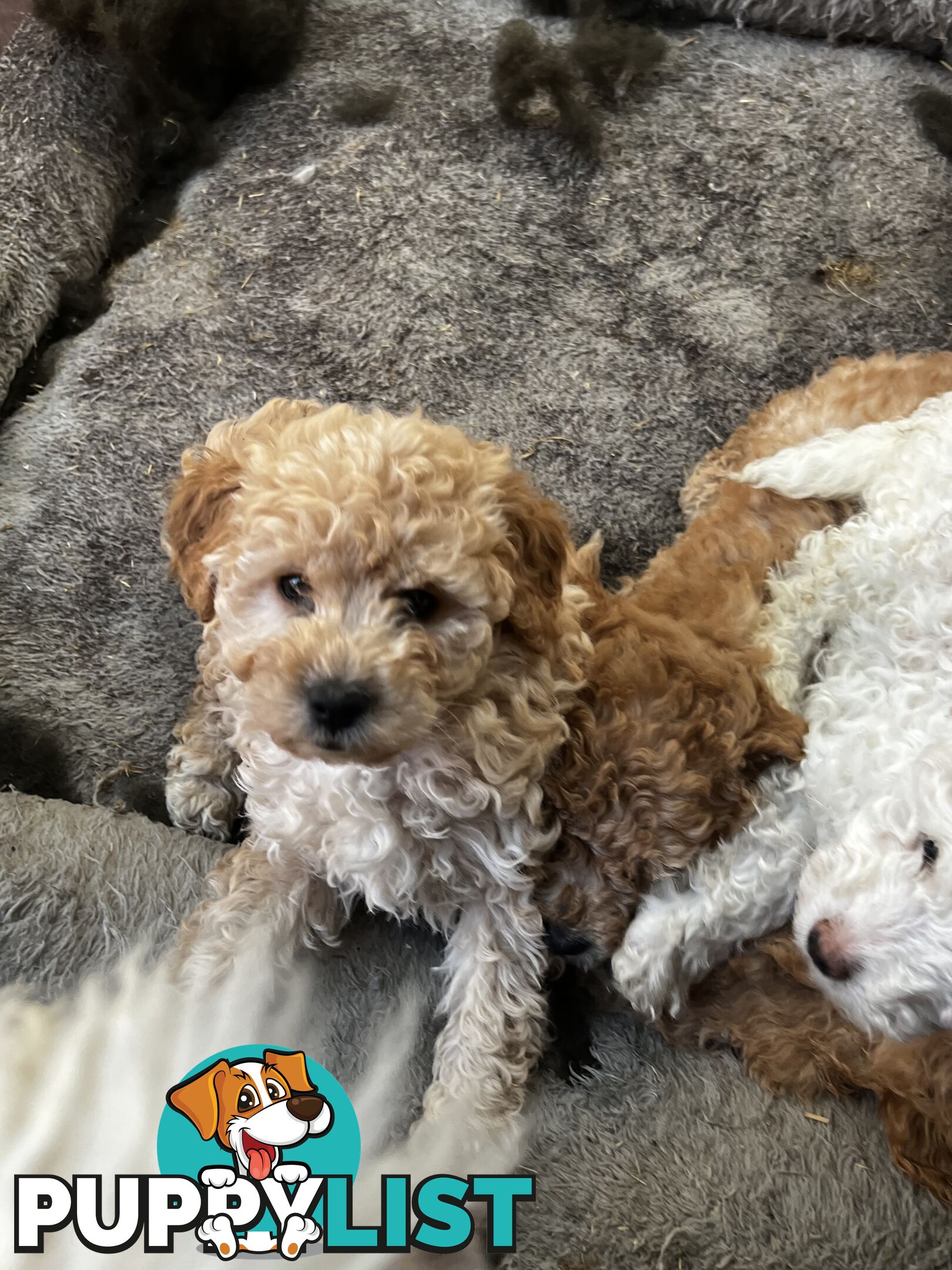 Toy poodle Beautiful Puppies Male/Female