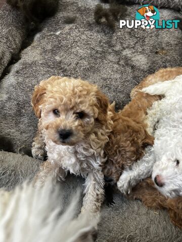 Toy poodle Beautiful Puppies Male/Female