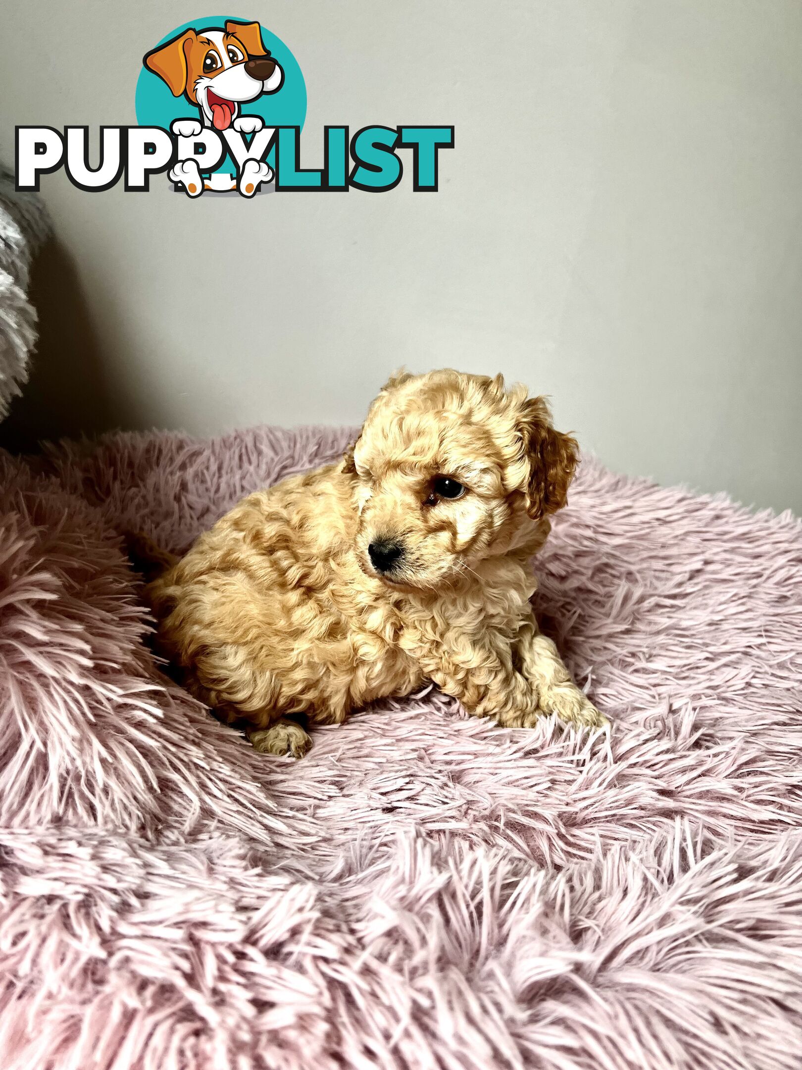Toy poodle Beautiful Puppies Male/Female
