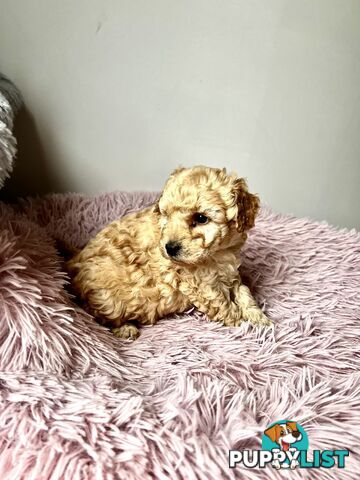 Toy poodle Beautiful Puppies Male/Female