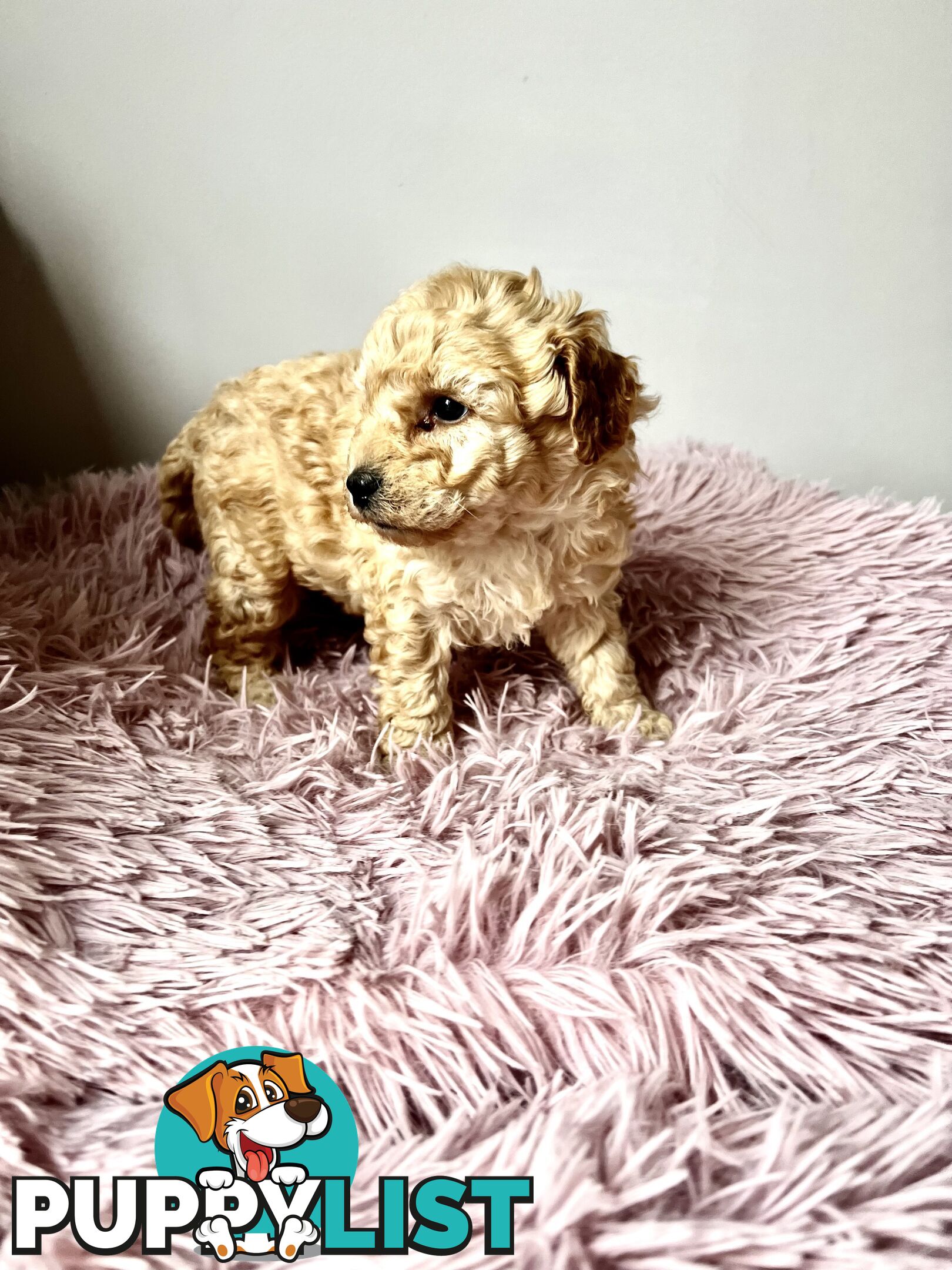 Toy poodle Beautiful Puppies Male/Female