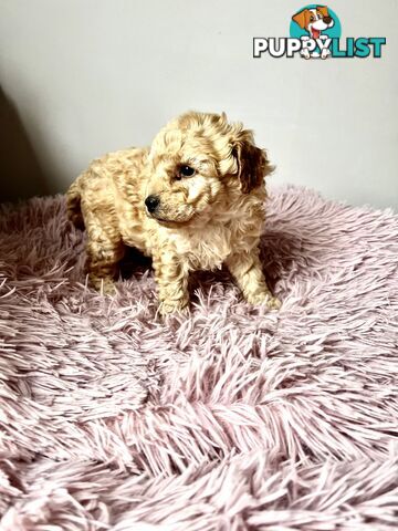 Toy poodle Beautiful Puppies Male/Female