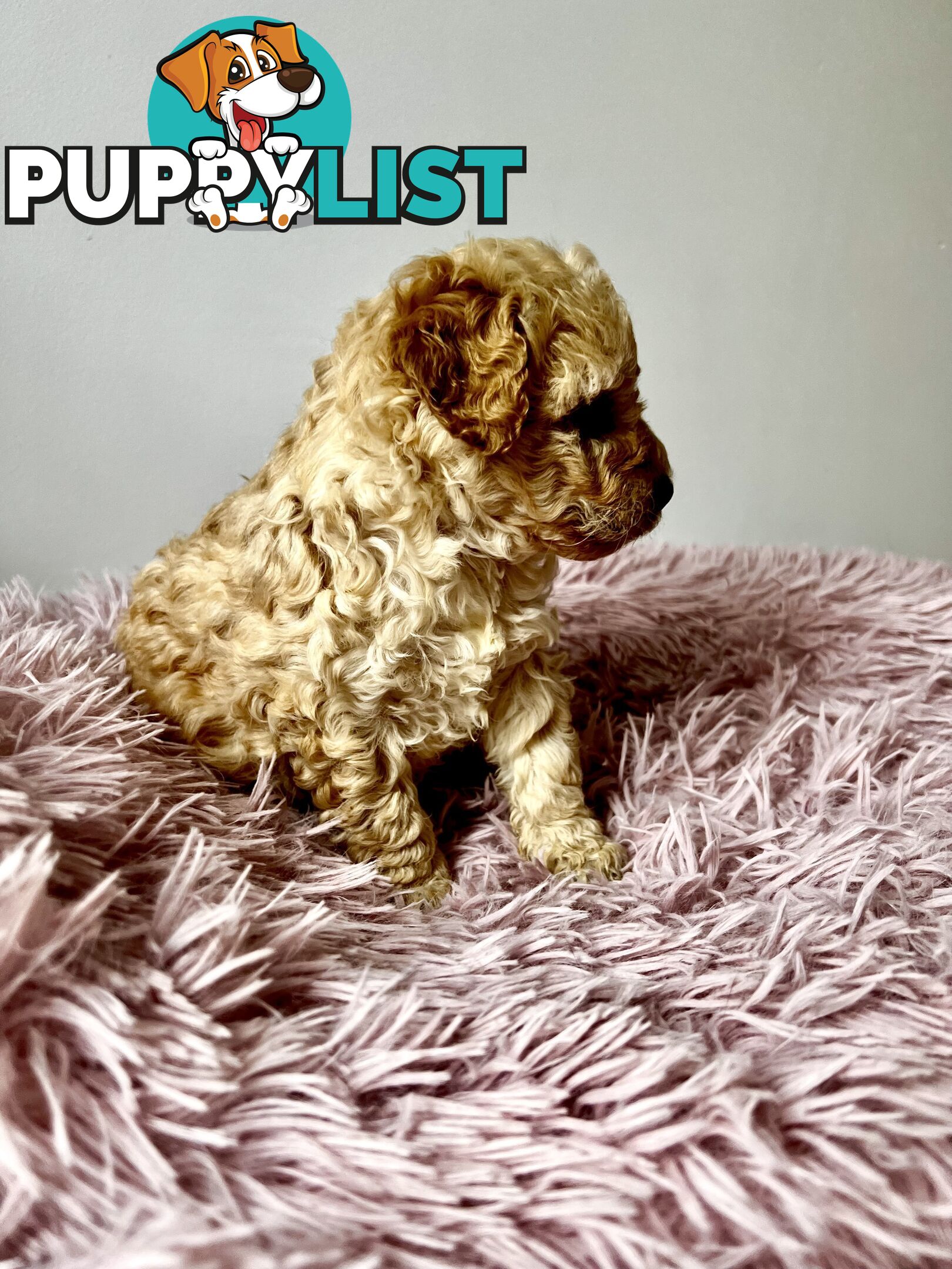 Toy poodle Beautiful Puppies Male/Female