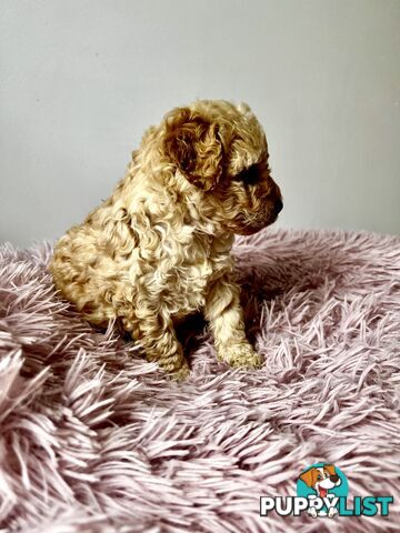 Toy poodle Beautiful Puppies Male/Female